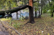 В Ярославле упавшее дерево придавило три автомобиля
