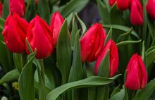 В Рыбинске распустятся 16 тысяч тюльпанов всех оттенков красного