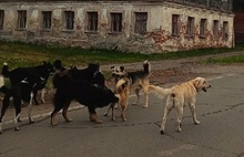 В Ярославской области появился «город бродячих псов»