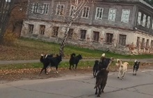 В Ярославской области появился «город бродячих псов»
