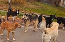 В Ярославской области появился «город бродячих псов»