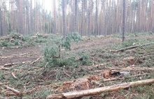 Следственный комитет проверит законности вырубки сосен у музея-заповедника в Карабихе