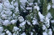 Ярославцы делятся фотографиями первого снега
