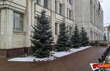 Возле ярославского правительства за 1,3 млн пересадили голубые ели