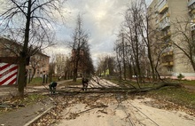 Власти просят ярославцев не оставлять транспорт под деревьями