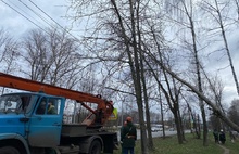 Власти просят ярославцев не оставлять транспорт под деревьями