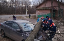 Власти просят ярославцев не оставлять транспорт под деревьями