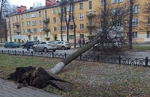 В центре Ярославля упавшее дерево едва не раздавило автобус с пассажирами