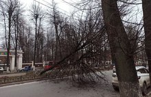 В центре Ярославля упавшее дерево едва не раздавило автобус с пассажирами