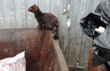 «Голоден и напуган»: в Ярославской области на помойке заметили соболя