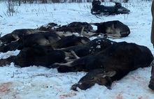 Ярославское охотобщество лишило званий и  премий экс-главу районного отделения за бойню лосей под Тутаевом