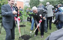 Символ Японии сакура будет цвести в Ярославле. Фоторепортаж