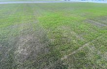 На поле ярославского стадиона «Шинник» эксперты не обнаружили половины травы