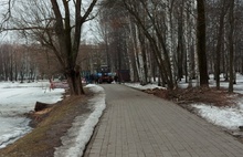 В Ярославском парке «Нефтяник» спилили «фотодеревья»