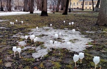В губернаторском саду Ярославля расцвели снежники