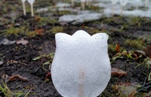 В губернаторском саду Ярославля расцвели снежники