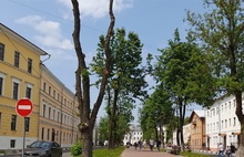 Эксперты назвали варварством обрезку деревьев в Ярославле