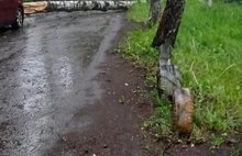 В Ярославле из-за грозы и ветра падают столбы и деревья