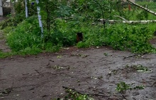 В Ярославле из-за грозы и ветра падают столбы и деревья