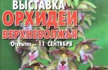 Жители Ярославля увидели цветы-бабочки. Фоторепортаж