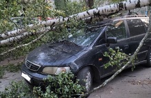 В Ярославле дерево рухнуло на автомобиль