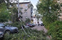 В Ярославле дерево рухнуло на автомобиль