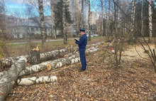 Прокуратура не нашла нарушений в вырубке берёзовой рощи в Ярославле
