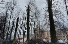 Горожане призывают мэра спасти липы в Ярославле