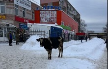 По центру Тутаева разгуливает бык-потеряшка