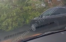 В Ярославской области во время грозы повалило деревья