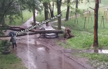 В Ярославле дерево упало на дом