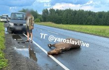 Возле Вятского после столкновения с машиной погиб лось 