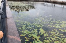 Ярославец призвал убрать болото с Волжской набережной