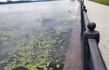 Ярославец призвал убрать болото с Волжской набережной