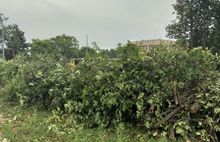 «Мешают трактору»: в ярославском парке подрядчик вырубает липы