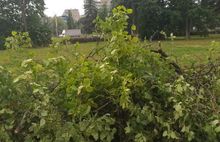 «Мешают трактору»: в ярославском парке подрядчик вырубает липы