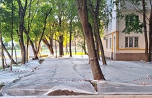 В Рыбинске новые газоны могут не вырасти из-за голубей
