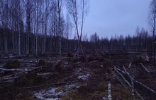«Кощунственно вырвали»: полиция проверит вырубку берез в Ярославле