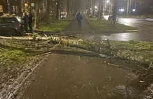 В Ярославле падают деревья, а в Рыбинске автобусные павильоны
