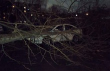 В Ярославле падают деревья, а в Рыбинске автобусные павильоны