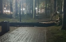 В Ярославле устраняют последствия ночного урагана