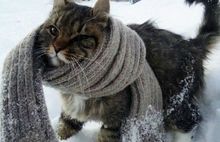 В Ярославле к концу недели ждут пятнадцатиградусный мороз