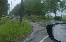 В Ярославле из-за упавших деревьев перекрыты дороги