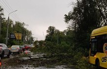 В Ярославле из-за упавших деревьев перекрыты дороги
