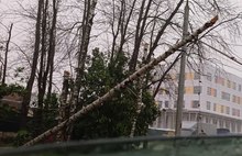 В Ярославле из-за упавших деревьев перекрыты дороги