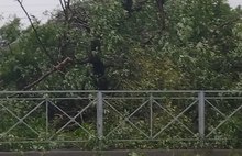 В Ярославле из-за упавших деревьев перекрыты дороги