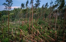 Ураган уничтожил тысячи деревьев в Лесных Полянах под Ярославлем