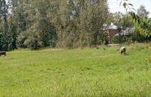 Рыбинцы требуют прекратить выпас коров на футбольном поле у школы