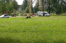 Рыбинцы требуют прекратить выпас коров на футбольном поле у школы