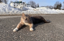 Ярославский музей потерял кота с пронзительным взглядом
